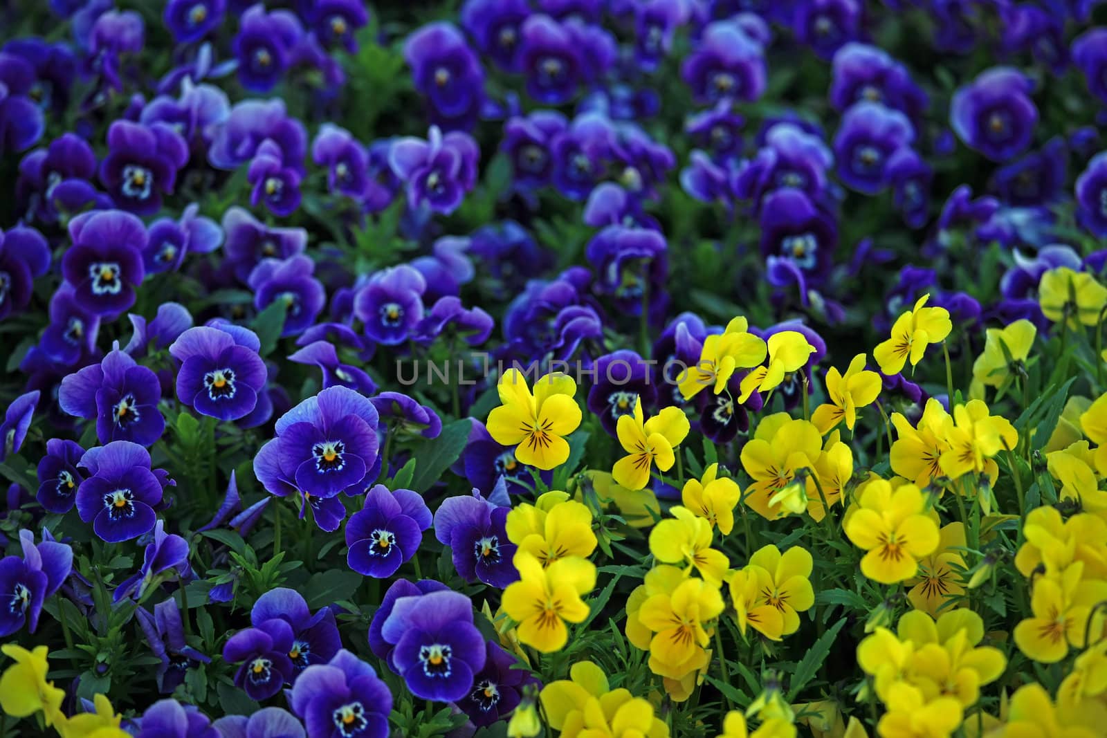 Close view from a group of yellow and blue viola flowers