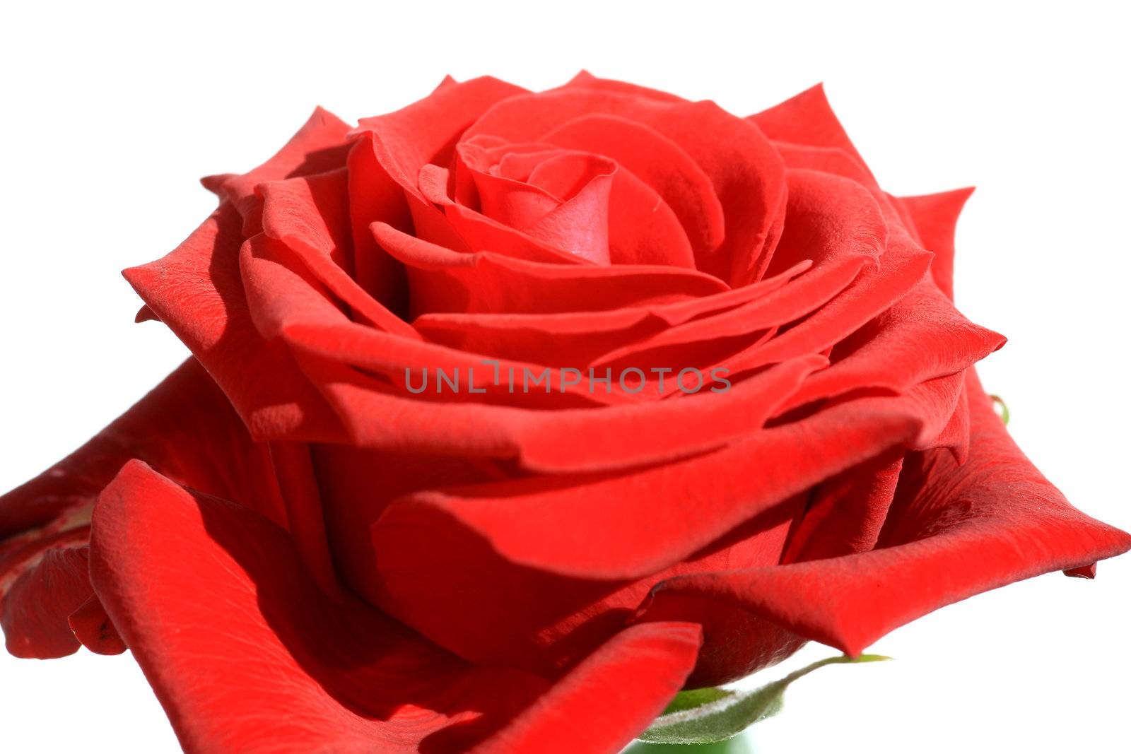 Close view of a beautiful red rose on a white background