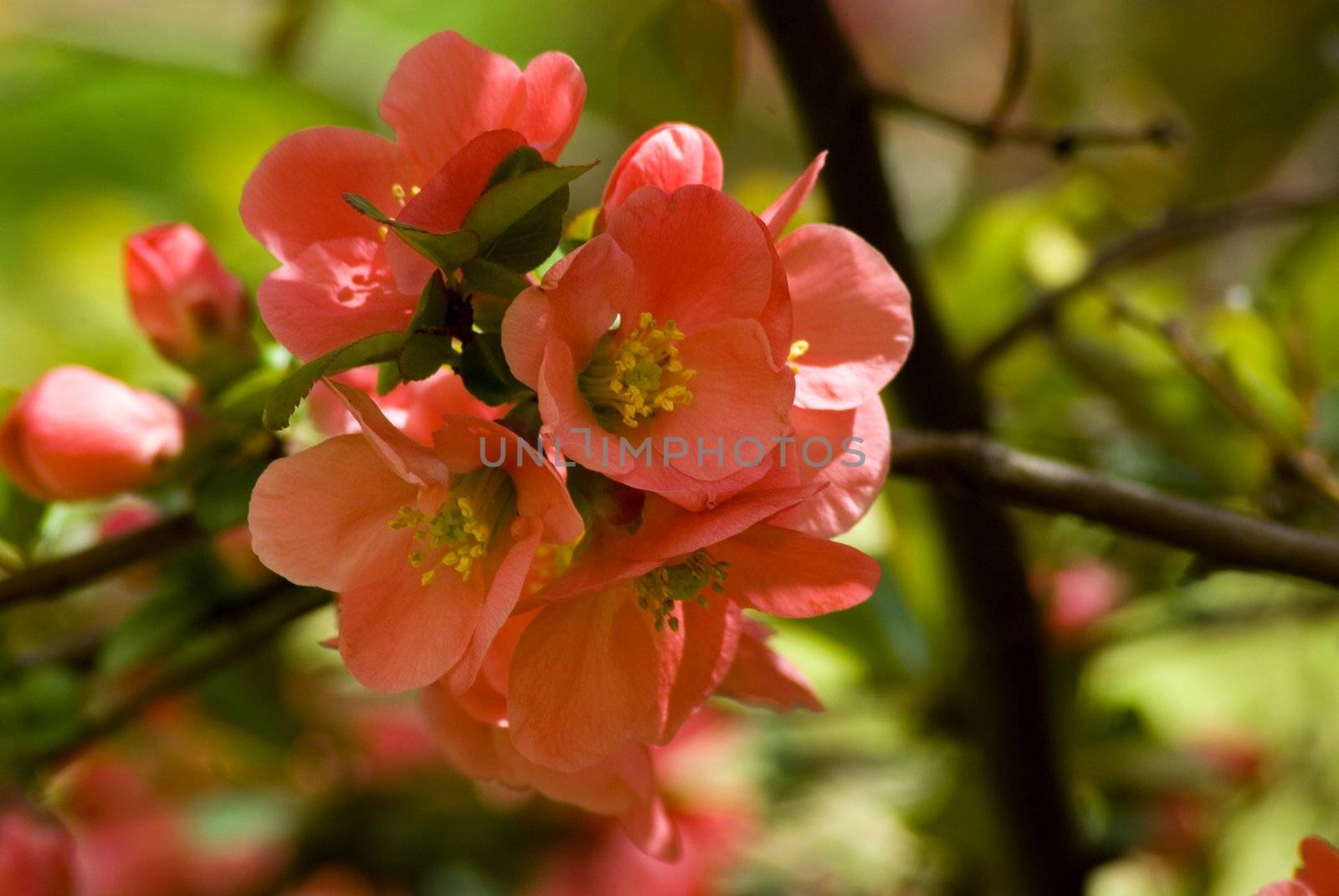 A fresh sprig of pink spring cherry blossom