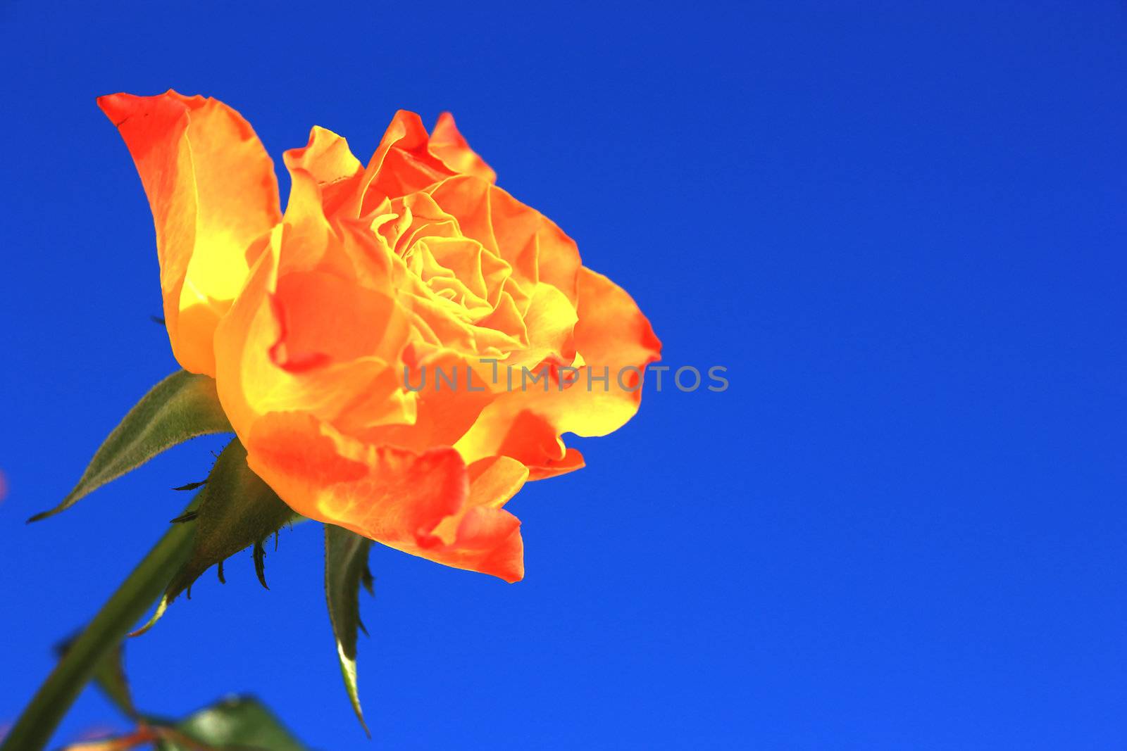 Close view of a beautiful orange rose on a blue background