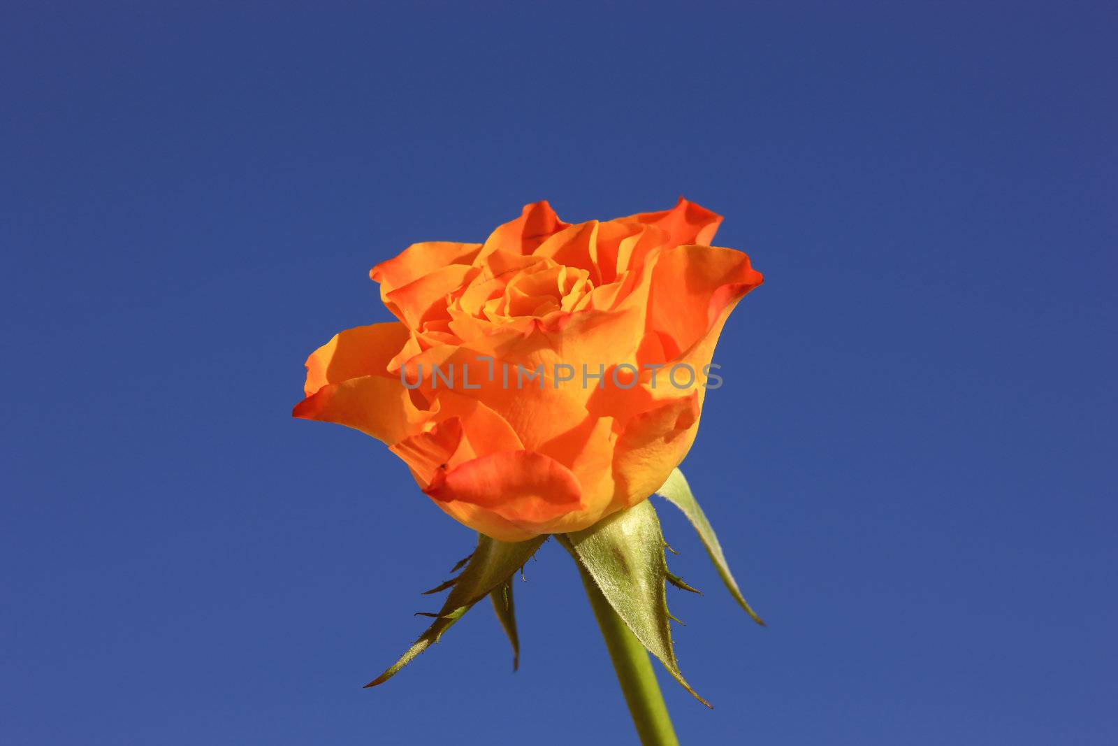 Orange Rose by monner