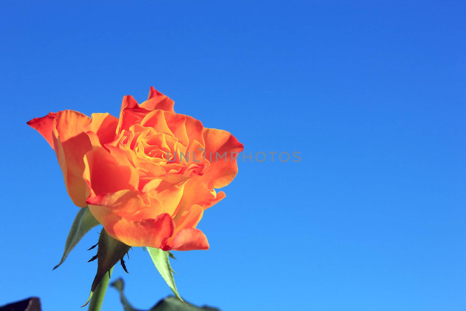 Close view of a beautiful orange rose on a blue background