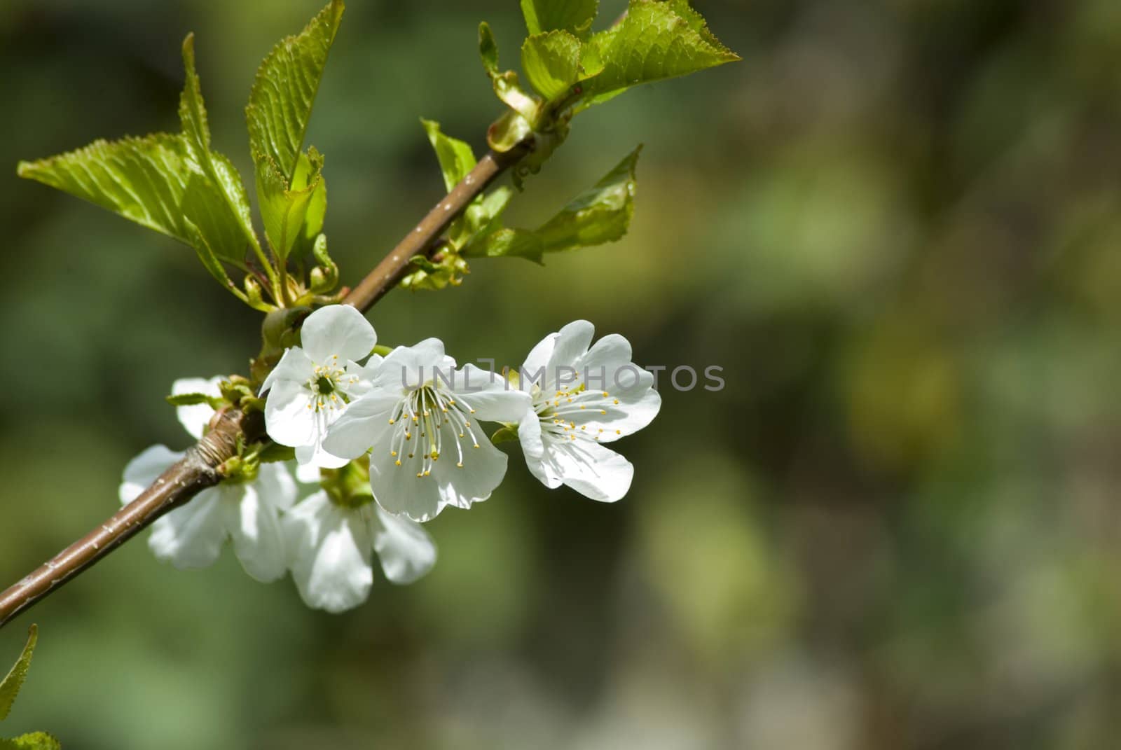 A fresh sprig of white spring cherry blossom
