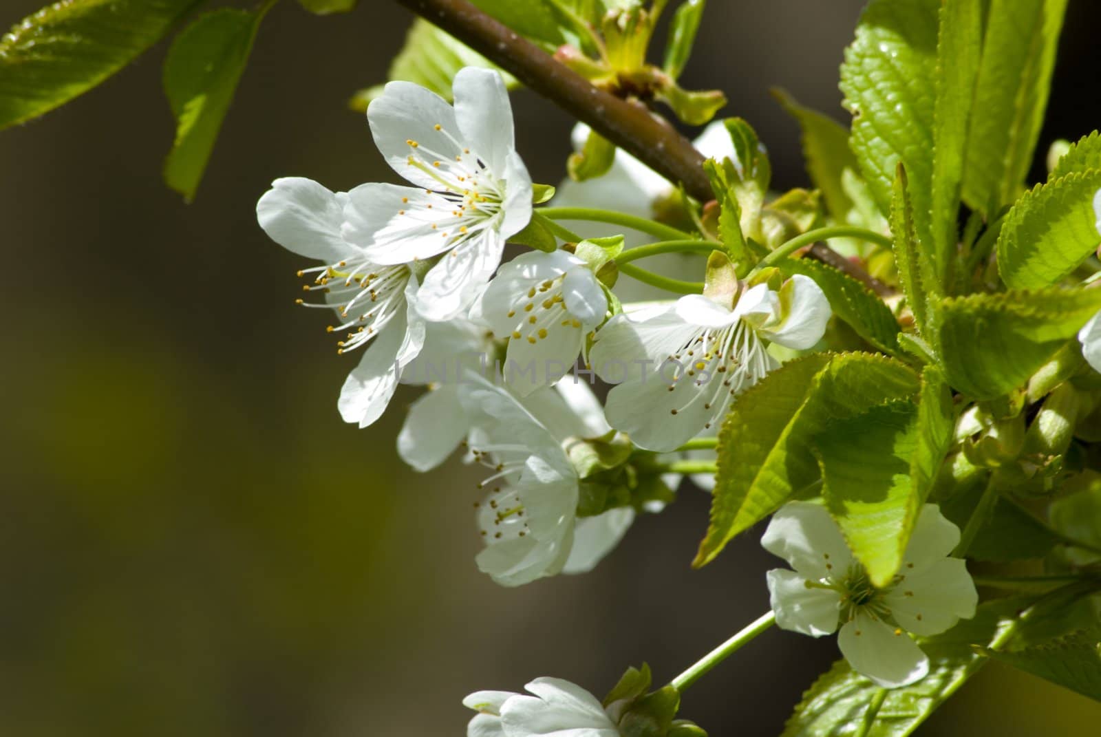 A fresh sprig of white spring cherry blossom