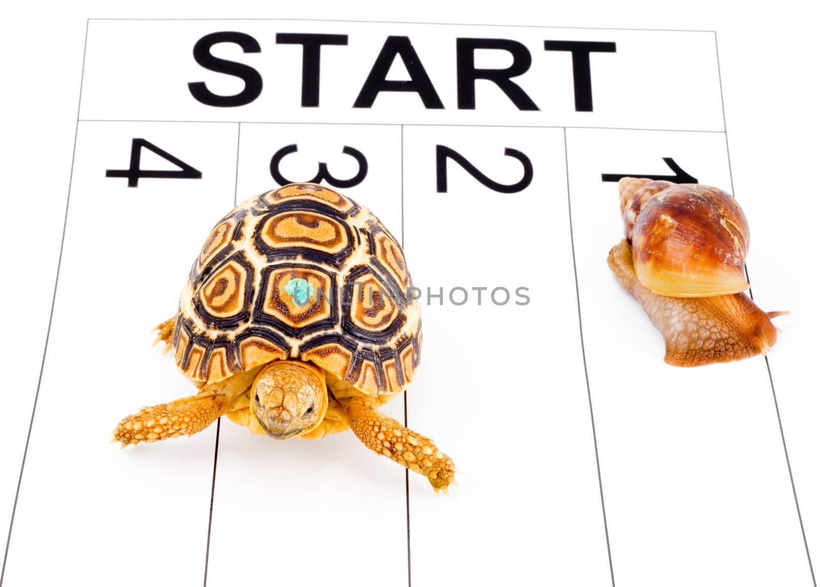 a tortoise competing with a snail in a running race