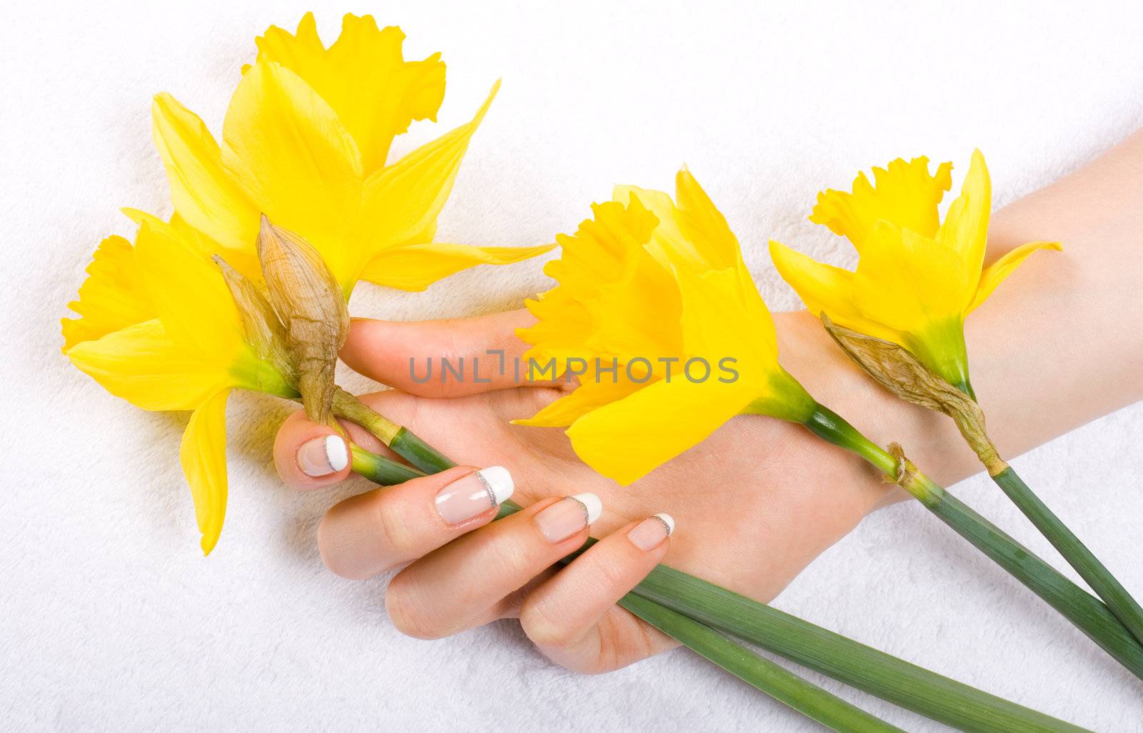 Bright yellow daffodils and woman hand with french manicure