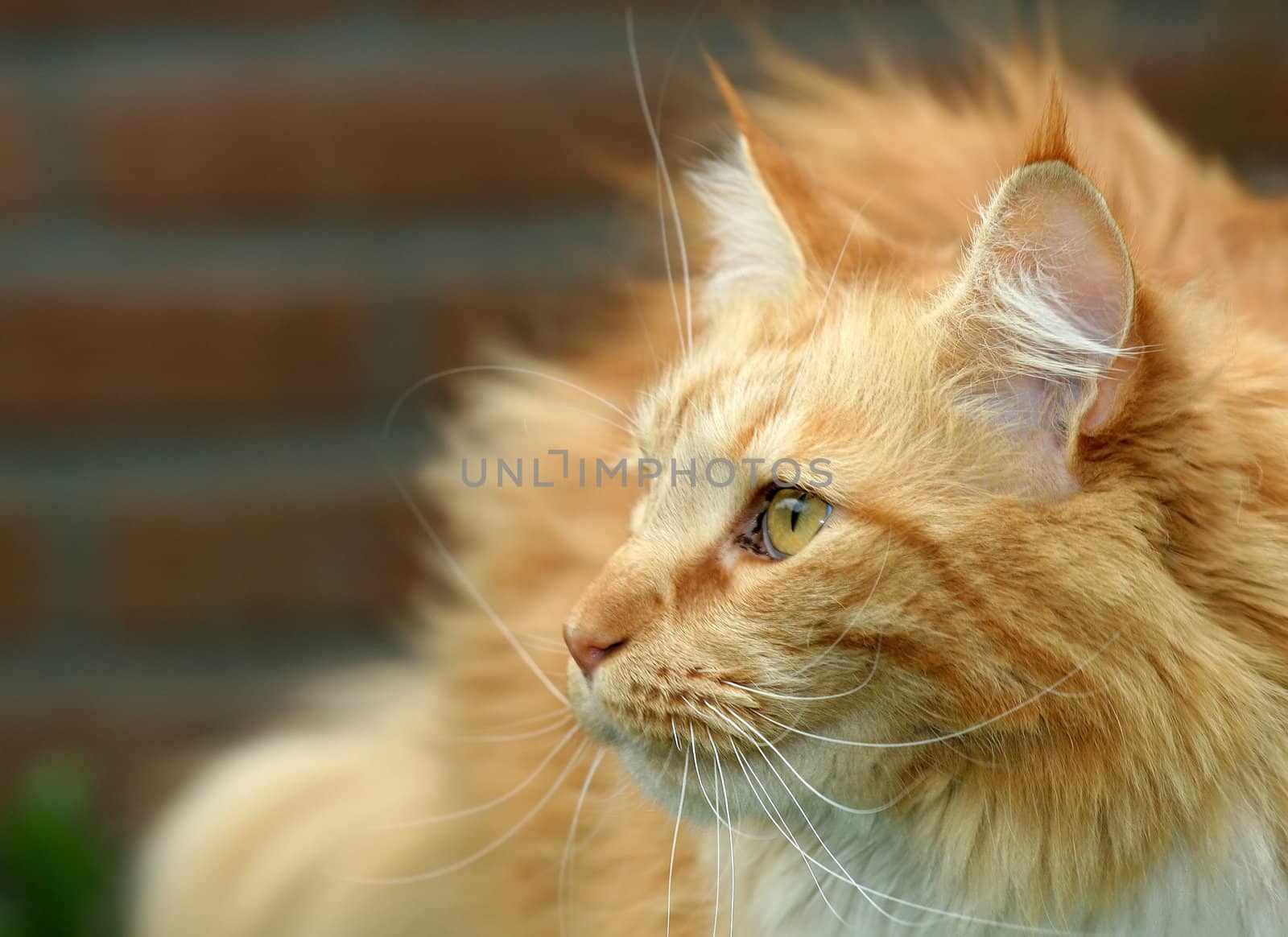 Beautiful red cat paying close attention