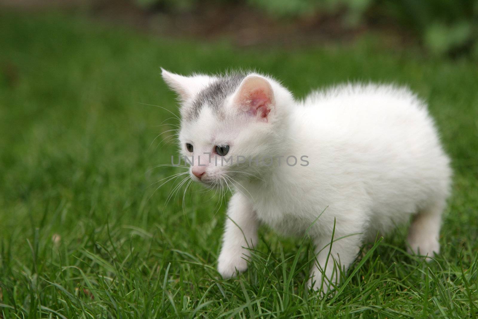 Little white kitten carefully taking her first steps in the big world