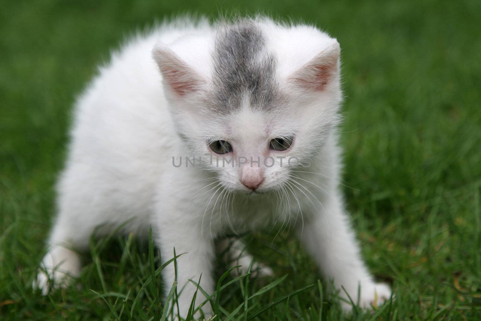 Little kitten preparing itself to run away