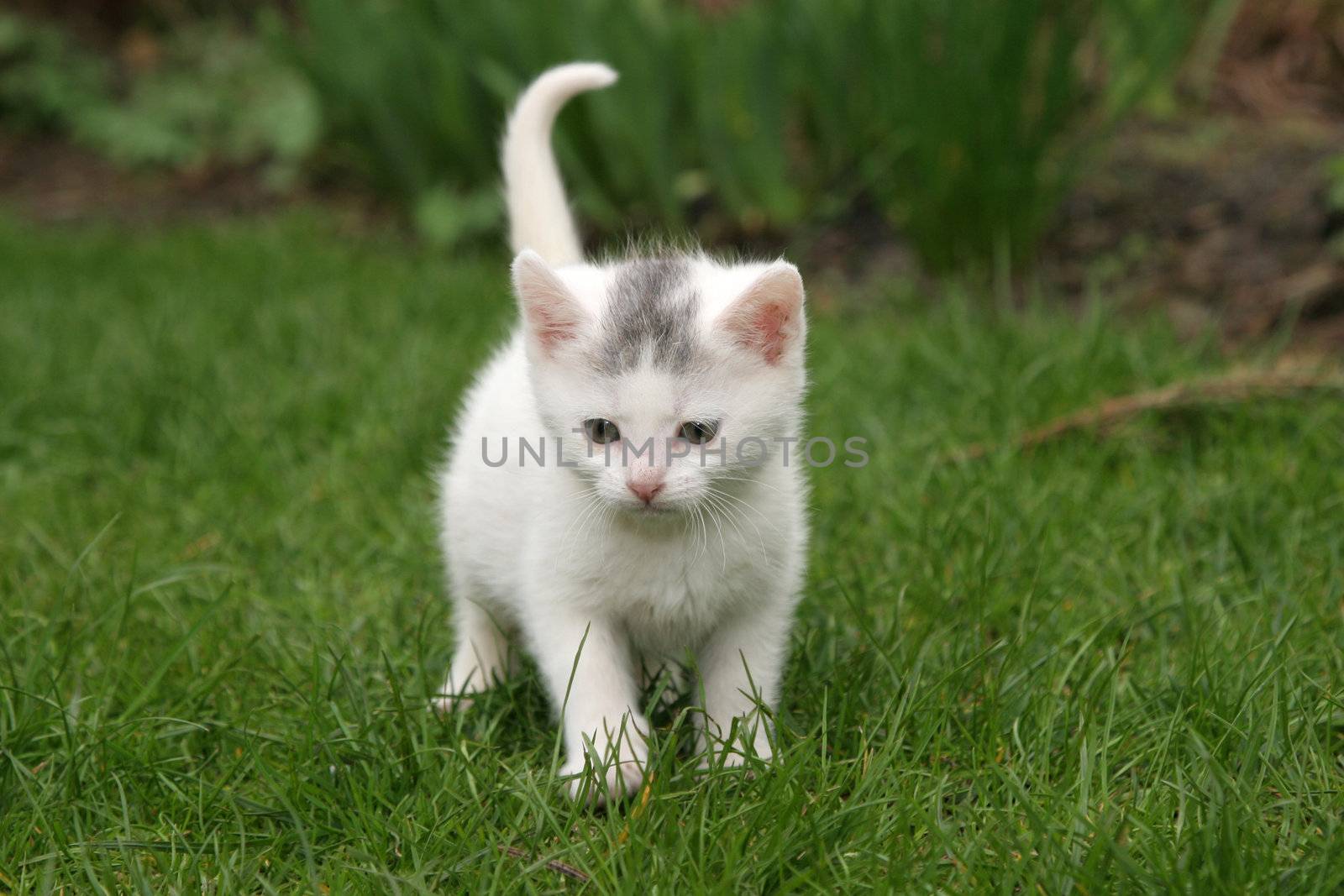 Cute little kitten walking around in the garden