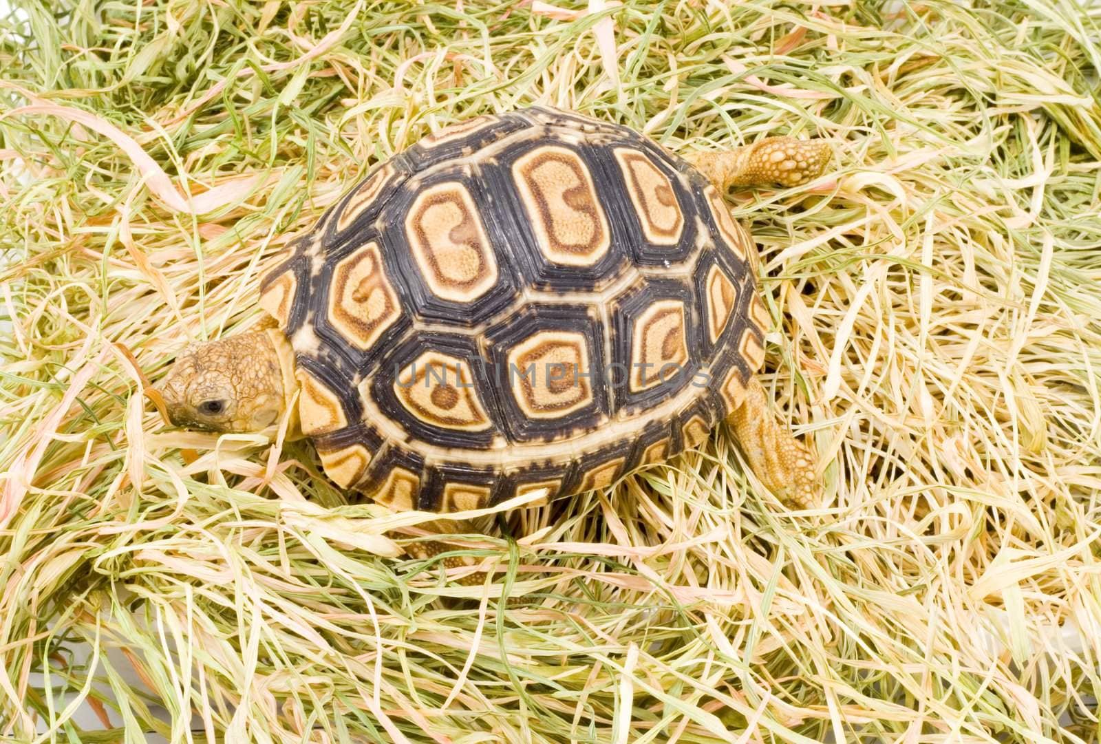 a young tortoise - Geochelone Pardalis - on the dry grass - close up