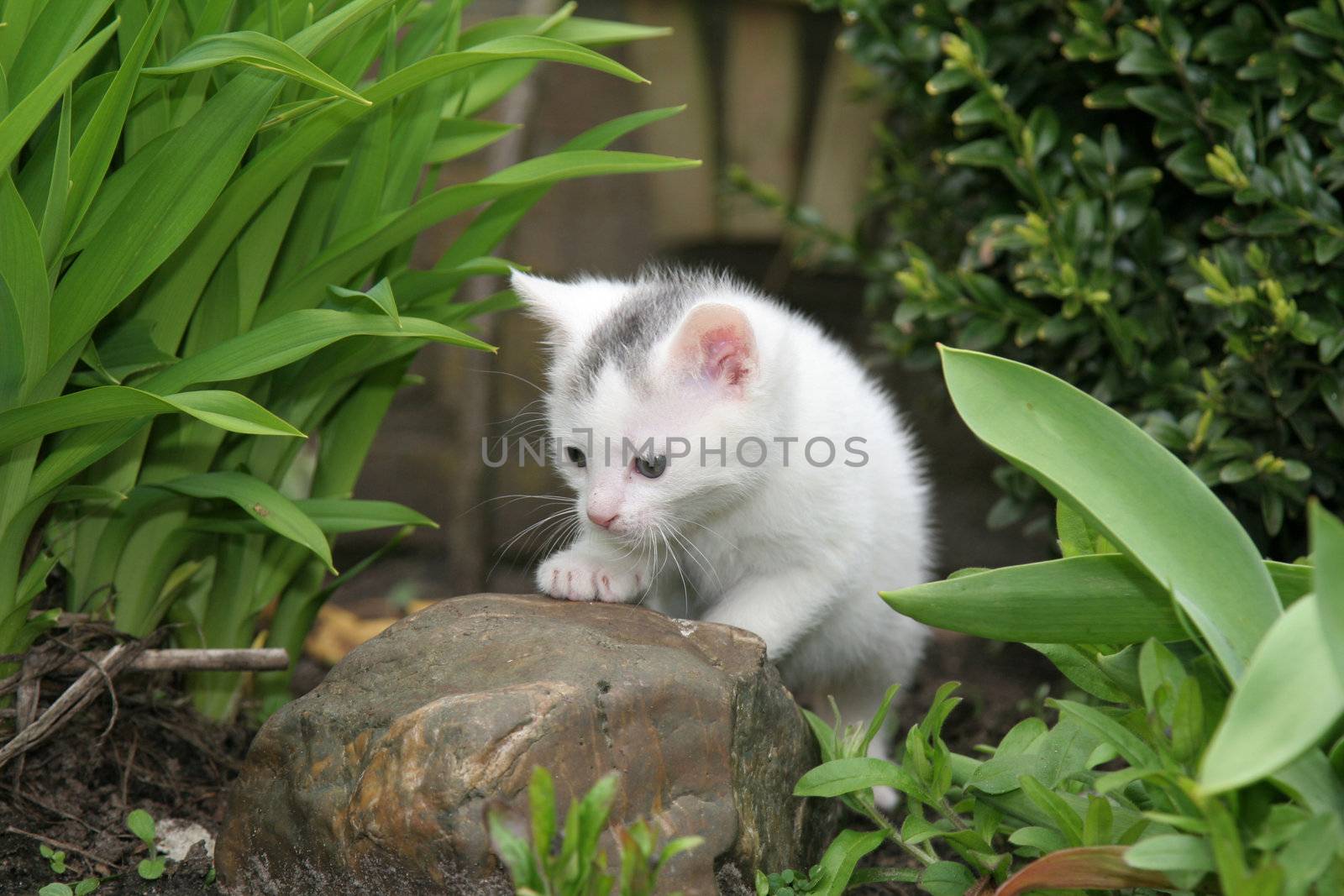 Little kitten lookin around the garden