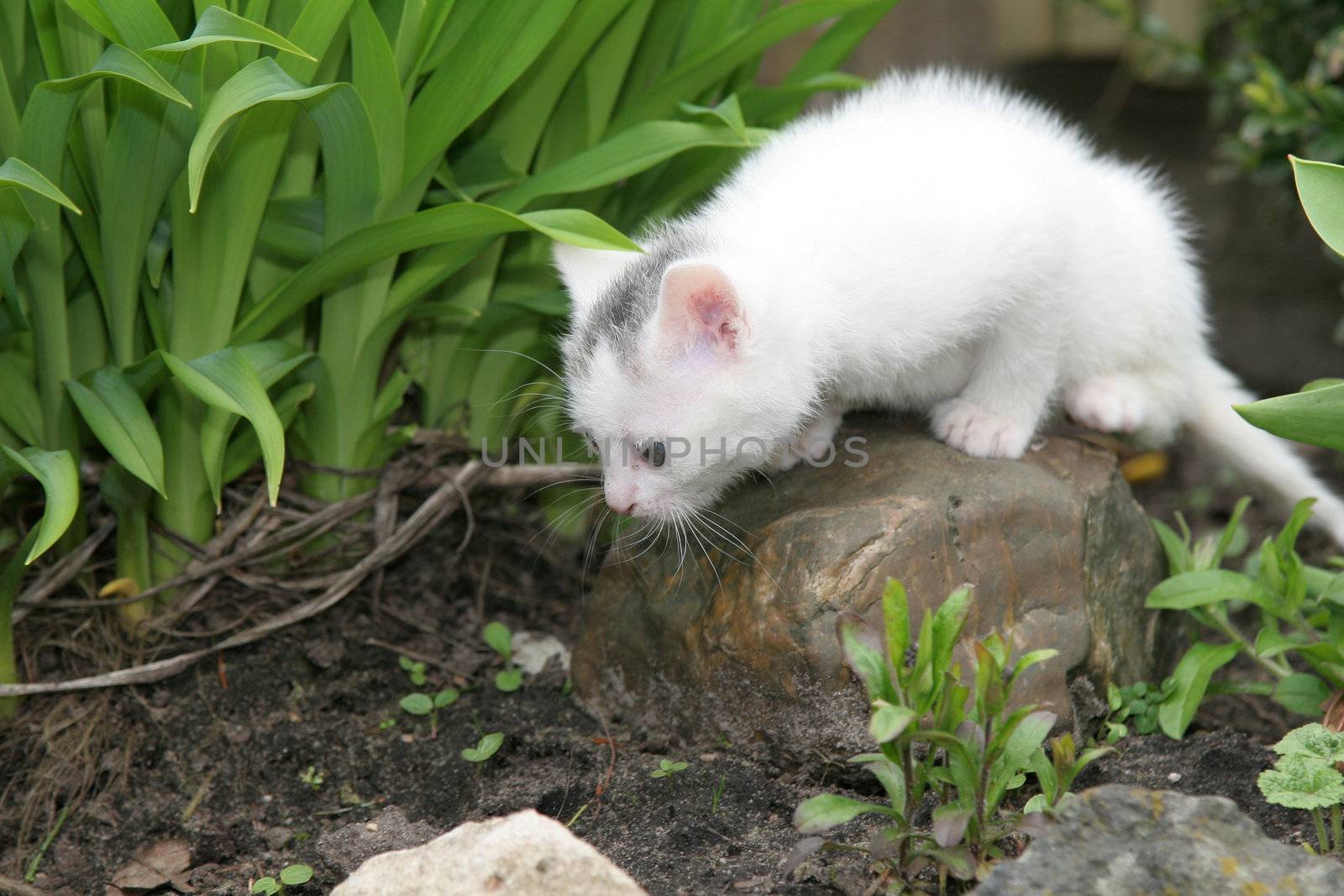 Tiny white kitten looking around the garden