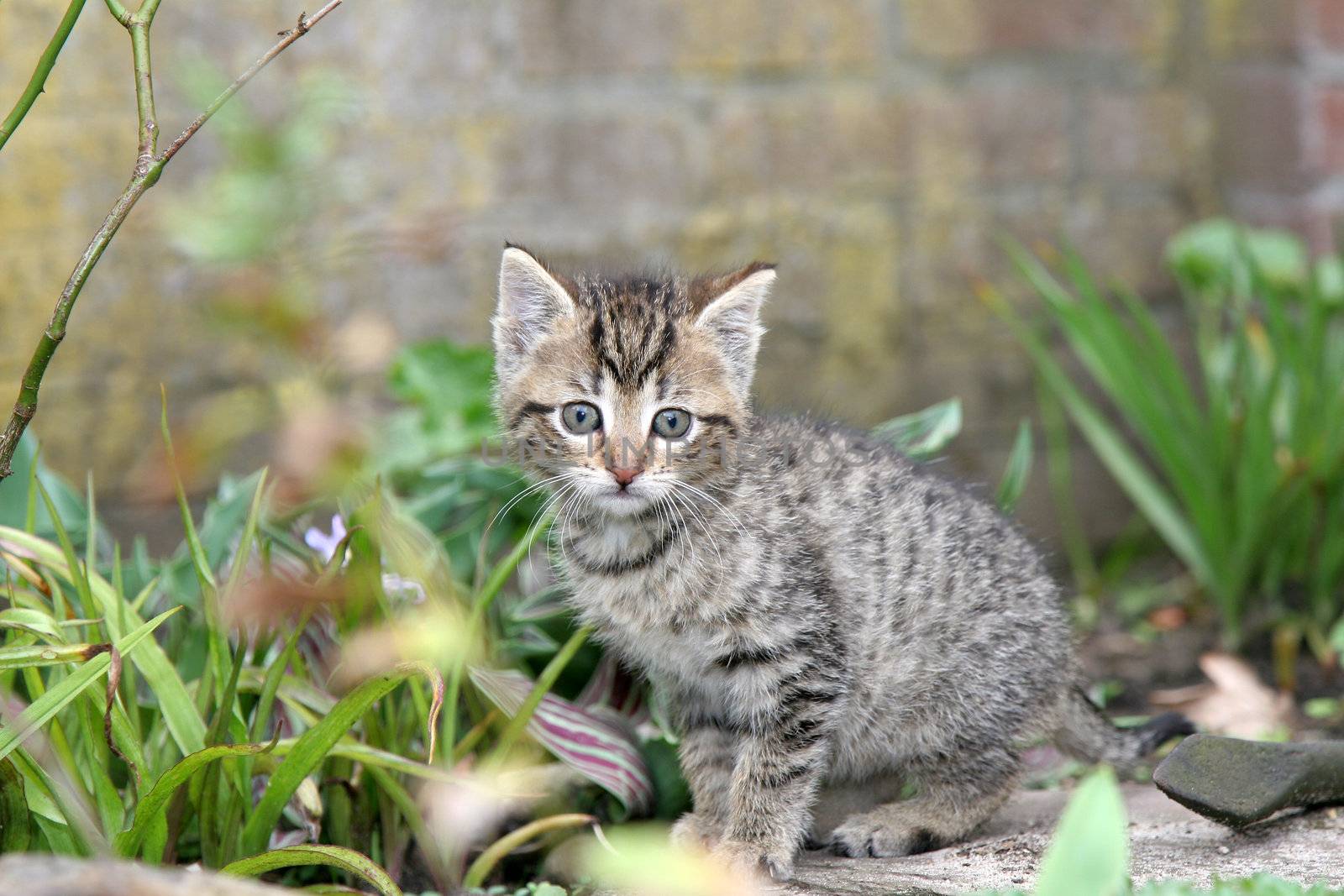 Small kitten looking curiously into the garden