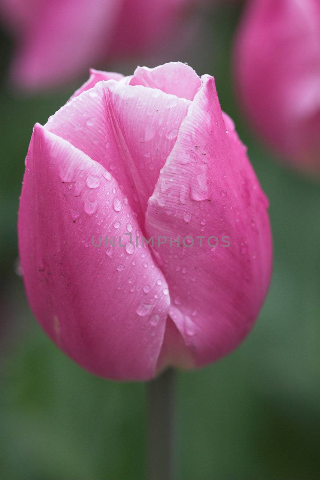 Soft pink tulip after the rain
