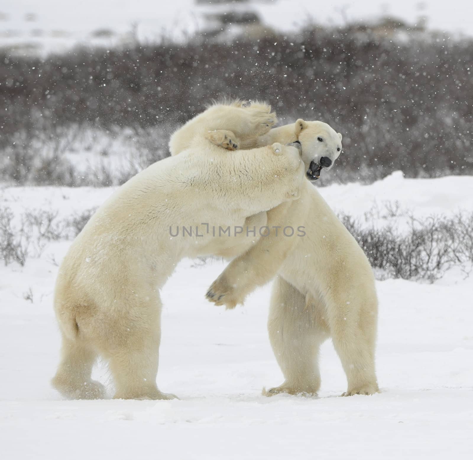 Fight of polar bears. 1 by SURZ