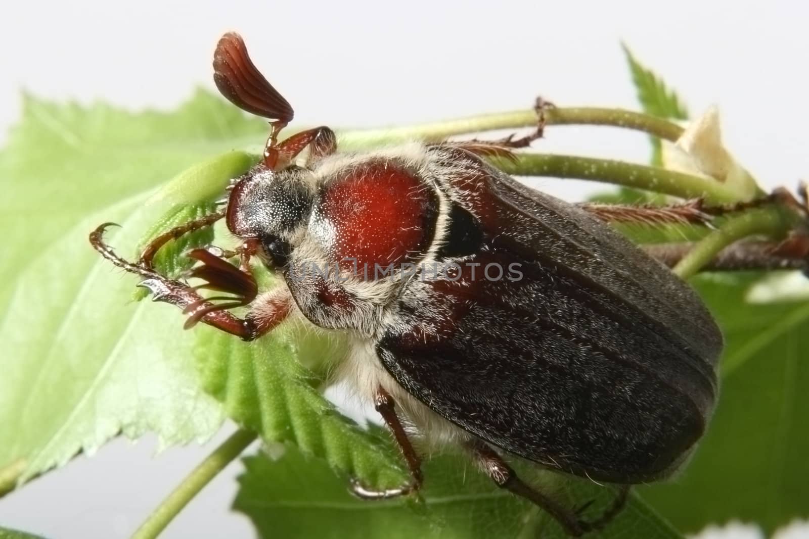 May-bug on a tree branch.