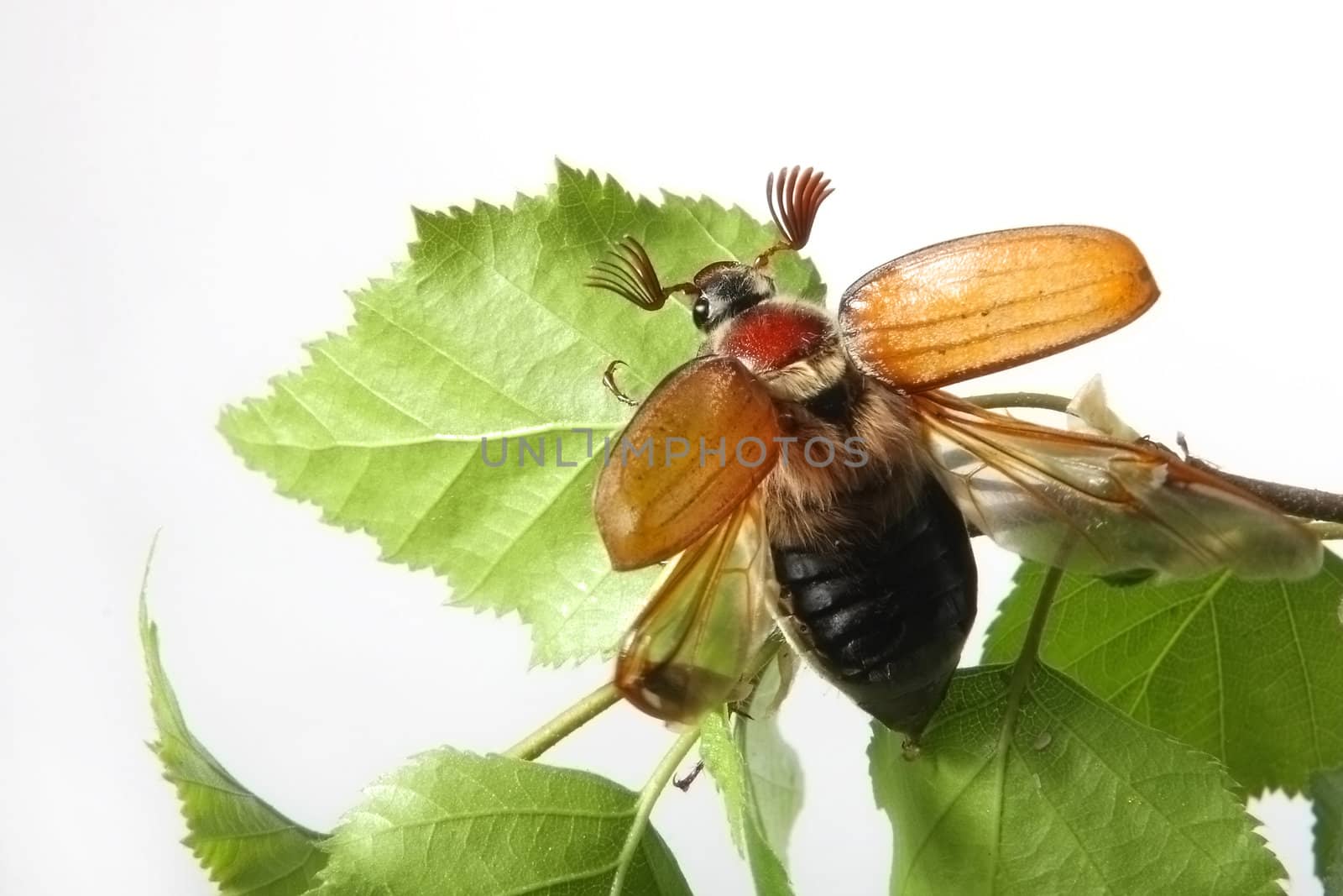 May-bug on a tree branch.