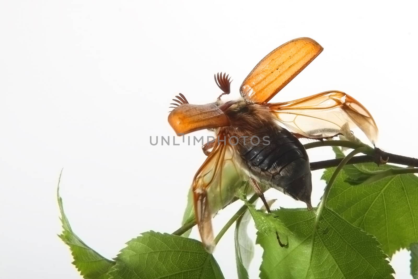 May-bug on a tree branch.