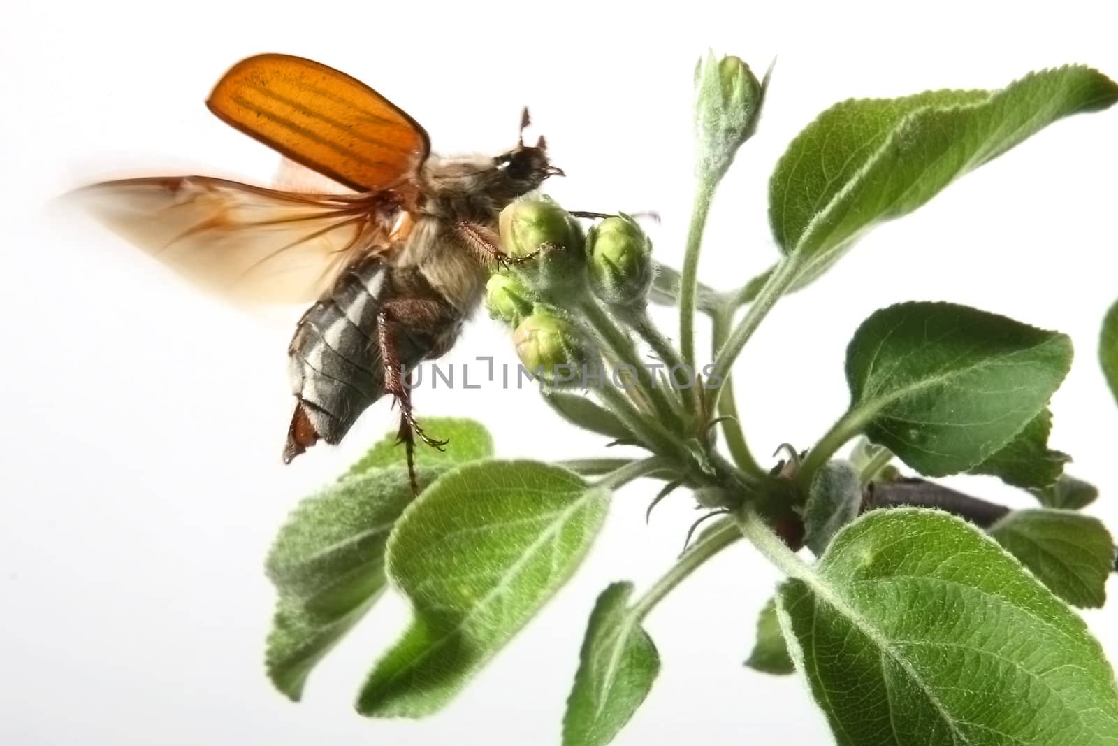 May-bug on a tree branch.