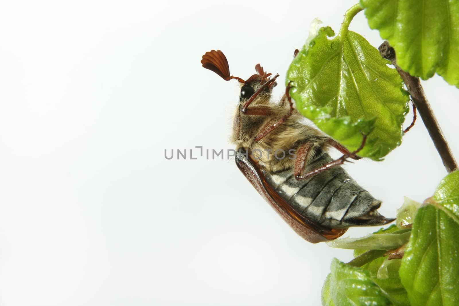 May-bug on a tree branch.