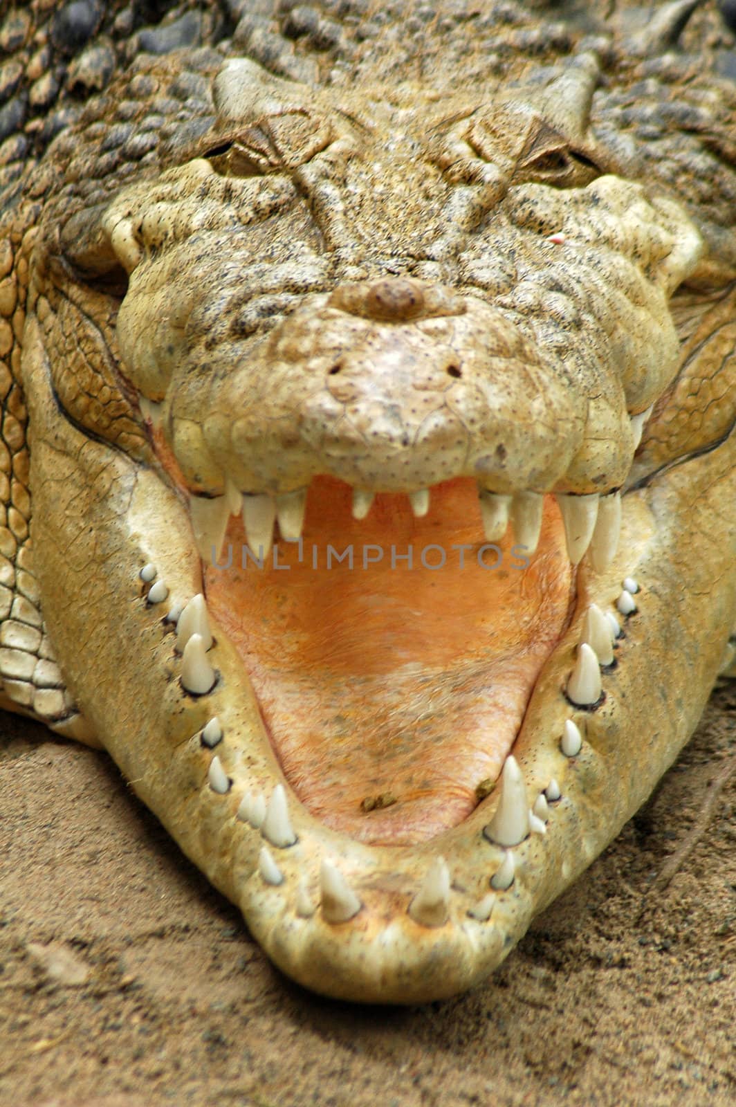 resting salt water crocodile, detail photo, taken in Sydney ZOO