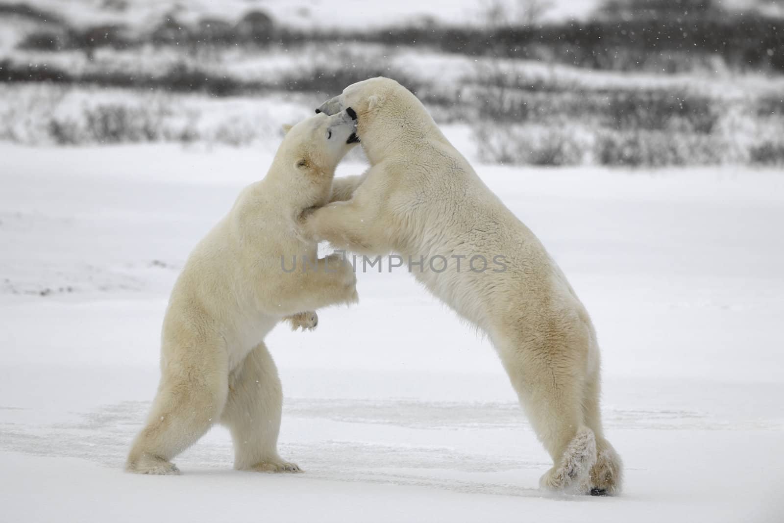 Fight of polar bears. Two polar bears fight. Tundra with undersized vegetation. Snow.