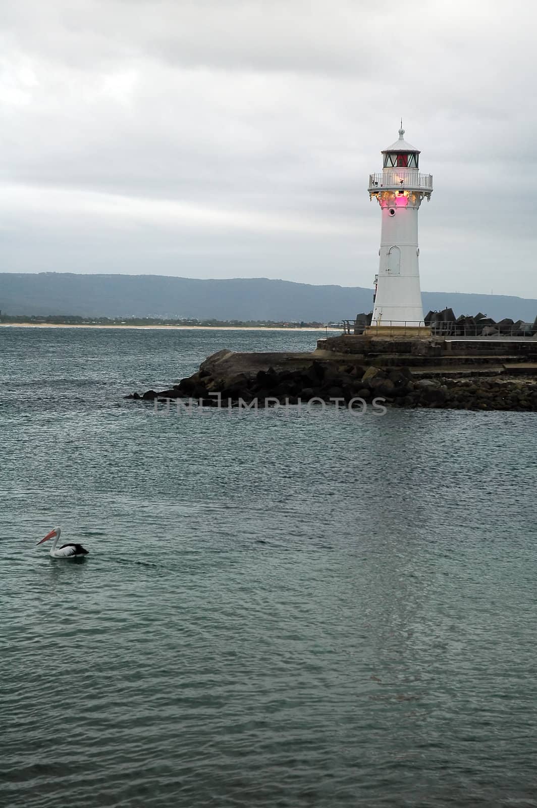 white lighthouse on australian coastline, bird in foreground