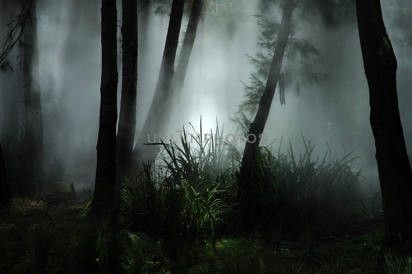 tropical forest covered with white fog