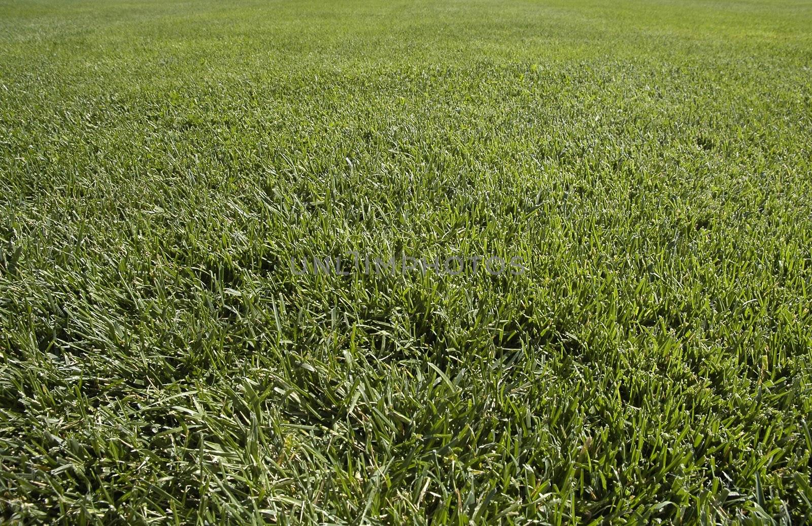 detail photo of green, short cutted grass