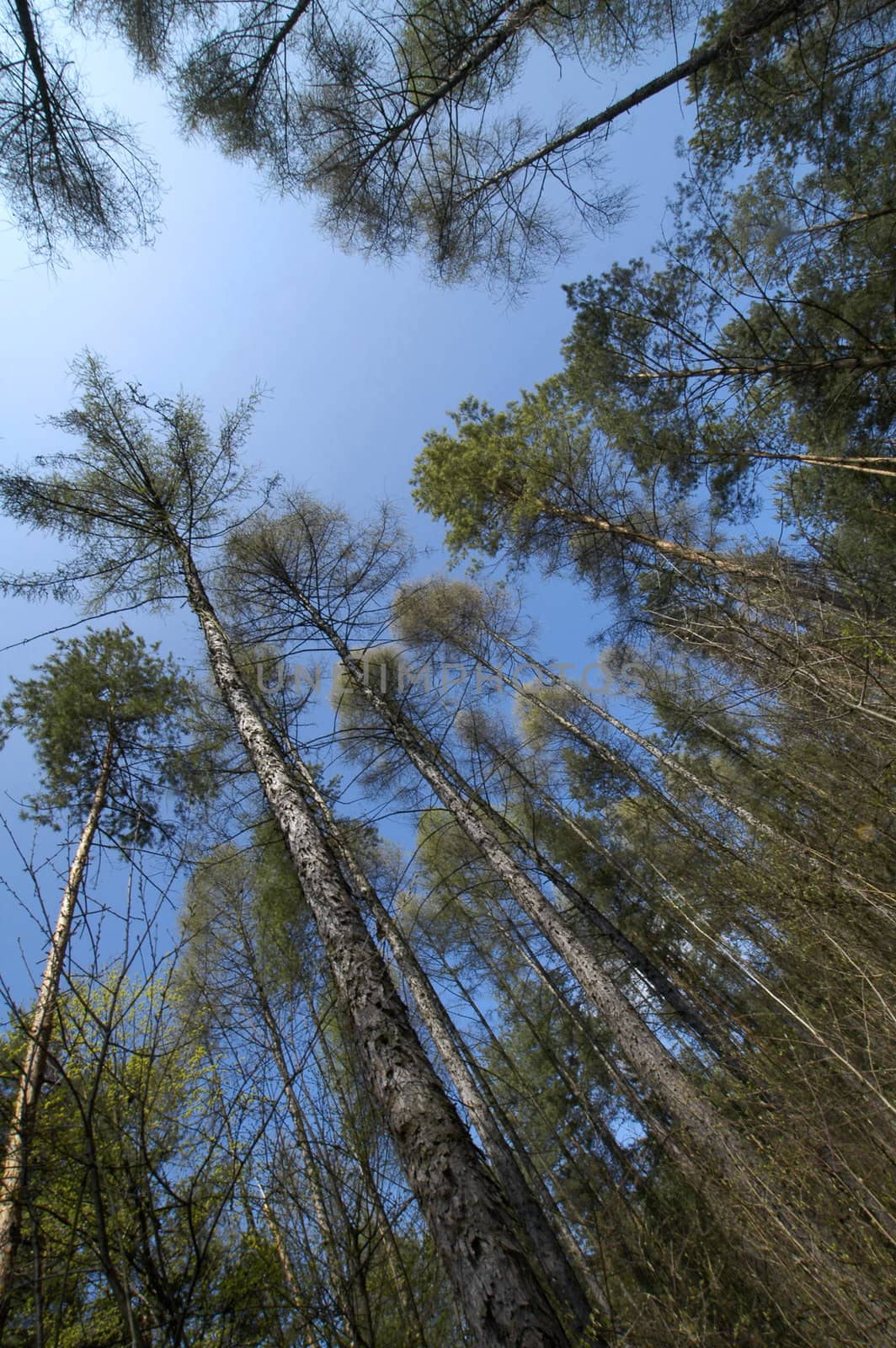 wide angel picture of trees in forest and clear blue sky