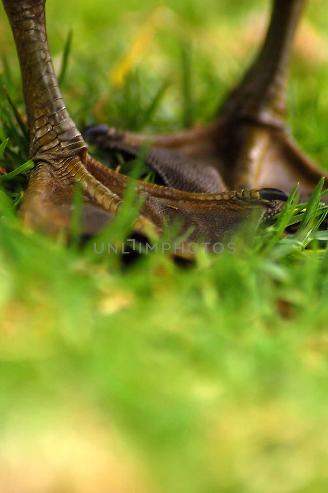 duck feet on grass, low depth of focus