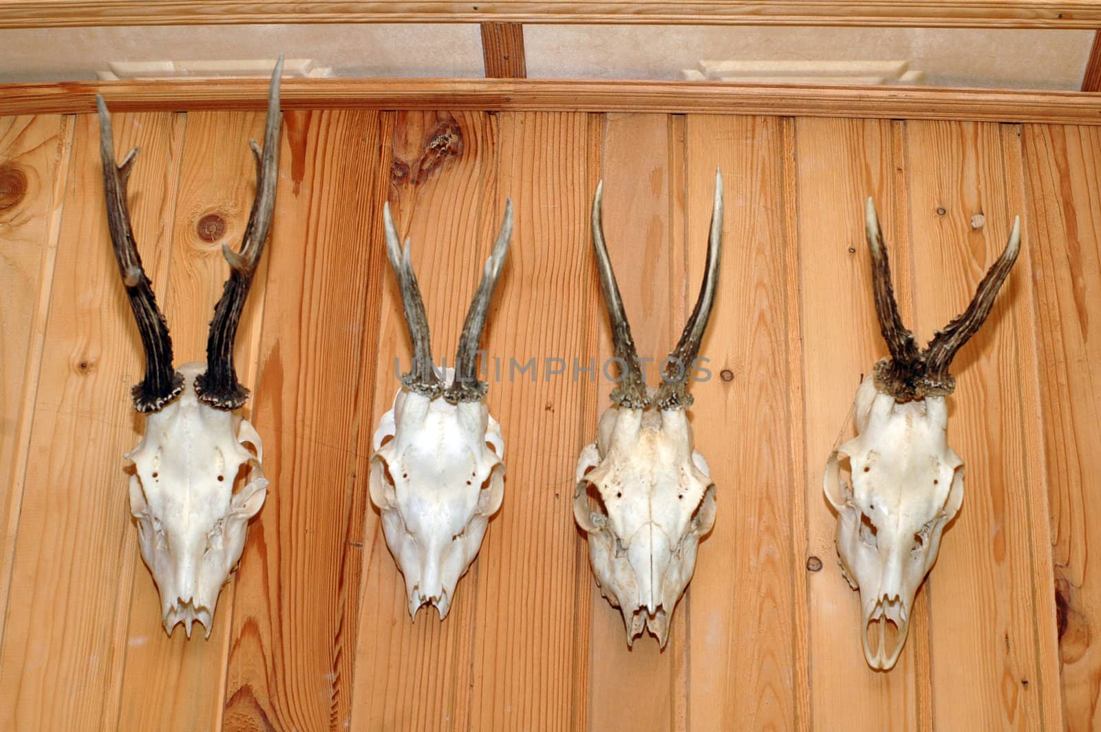 four hunting trophies hanging on wooden wall