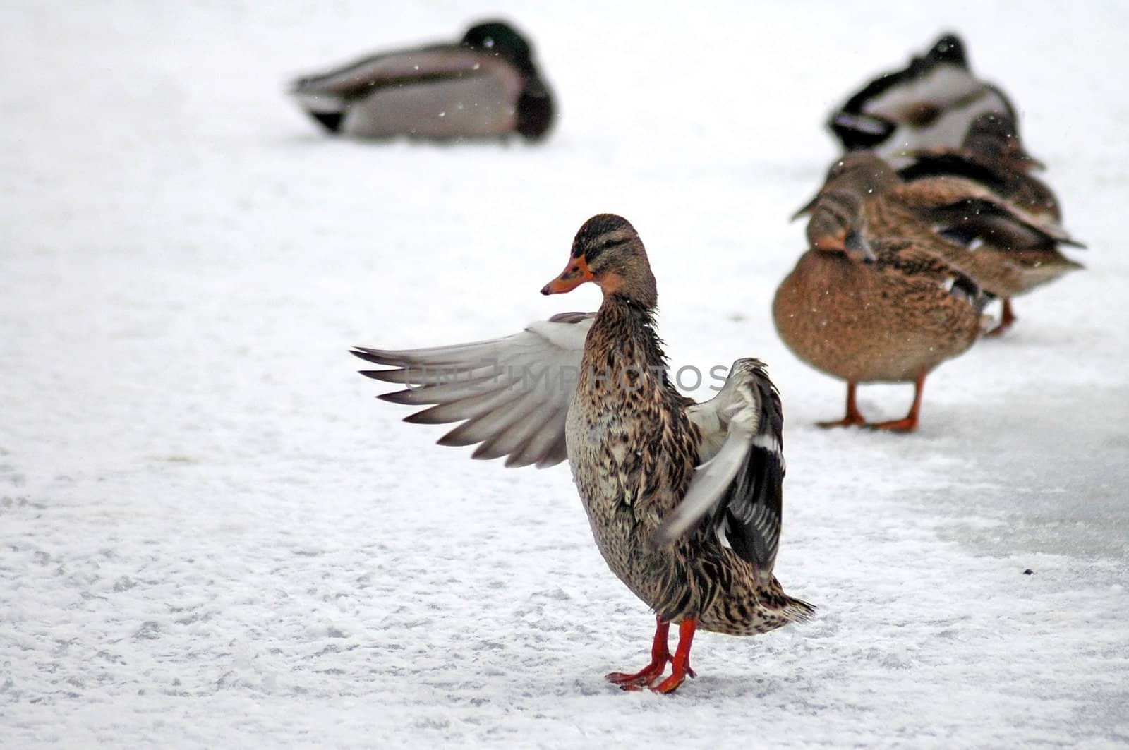 brown ducks on frozen pond, duck in front waving with wings