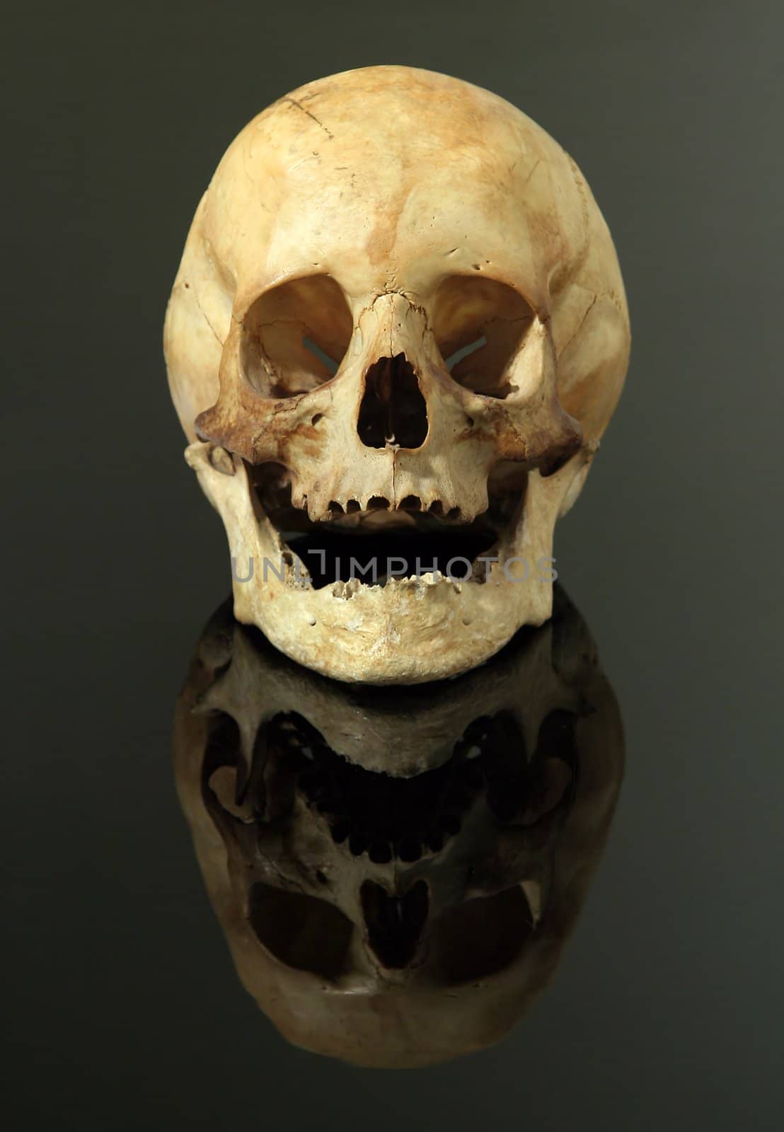 real women skull on black reflective base