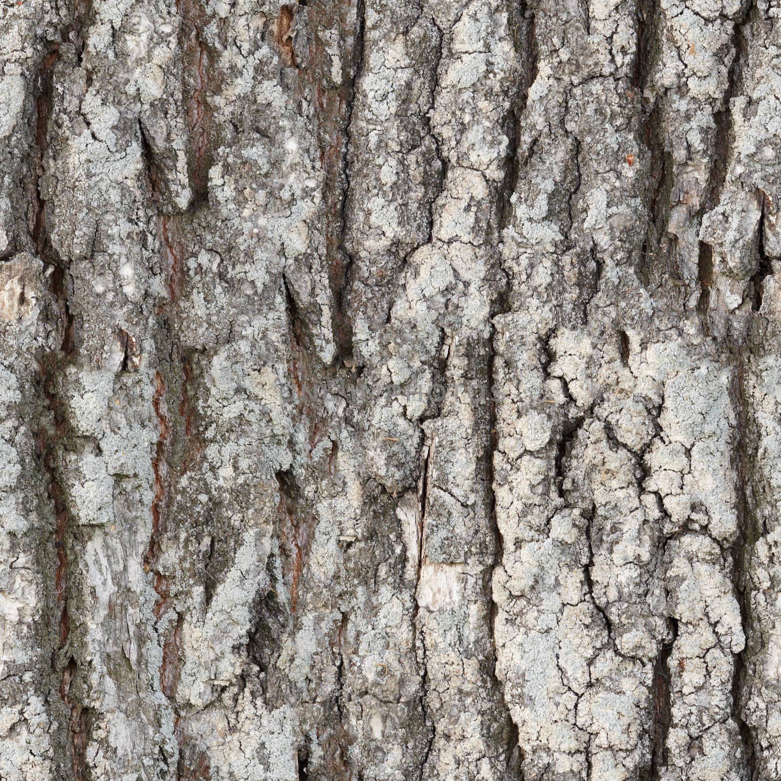 The seamless texture surface of the bark
