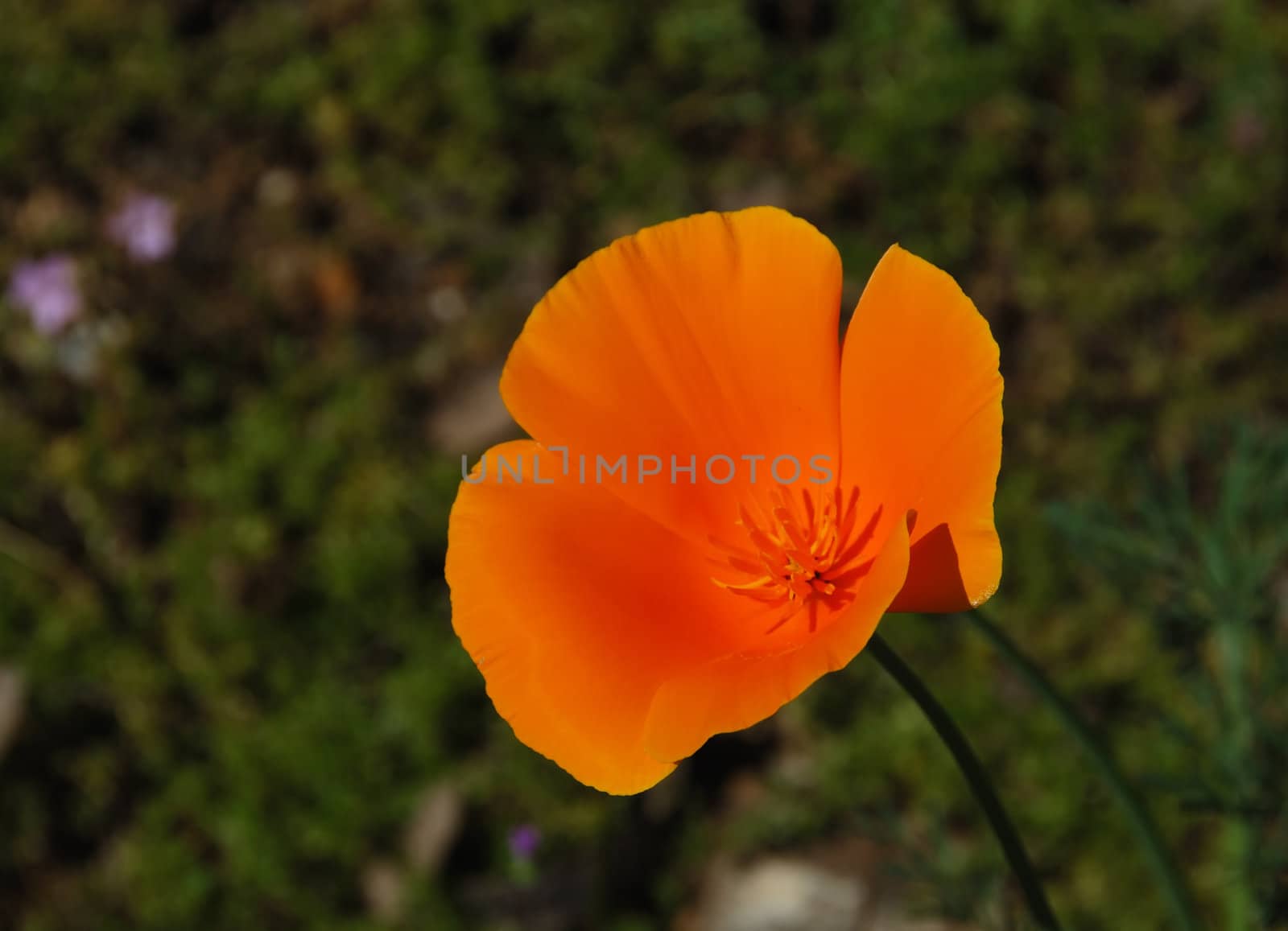 California poppy (Eschscholzia californica) with blurry green background