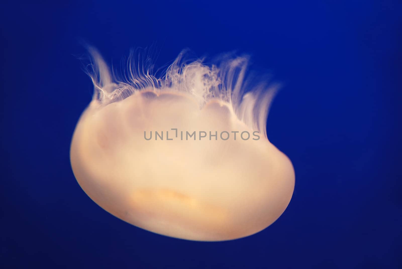 White jellyfish surrounded by dark blue sea water./