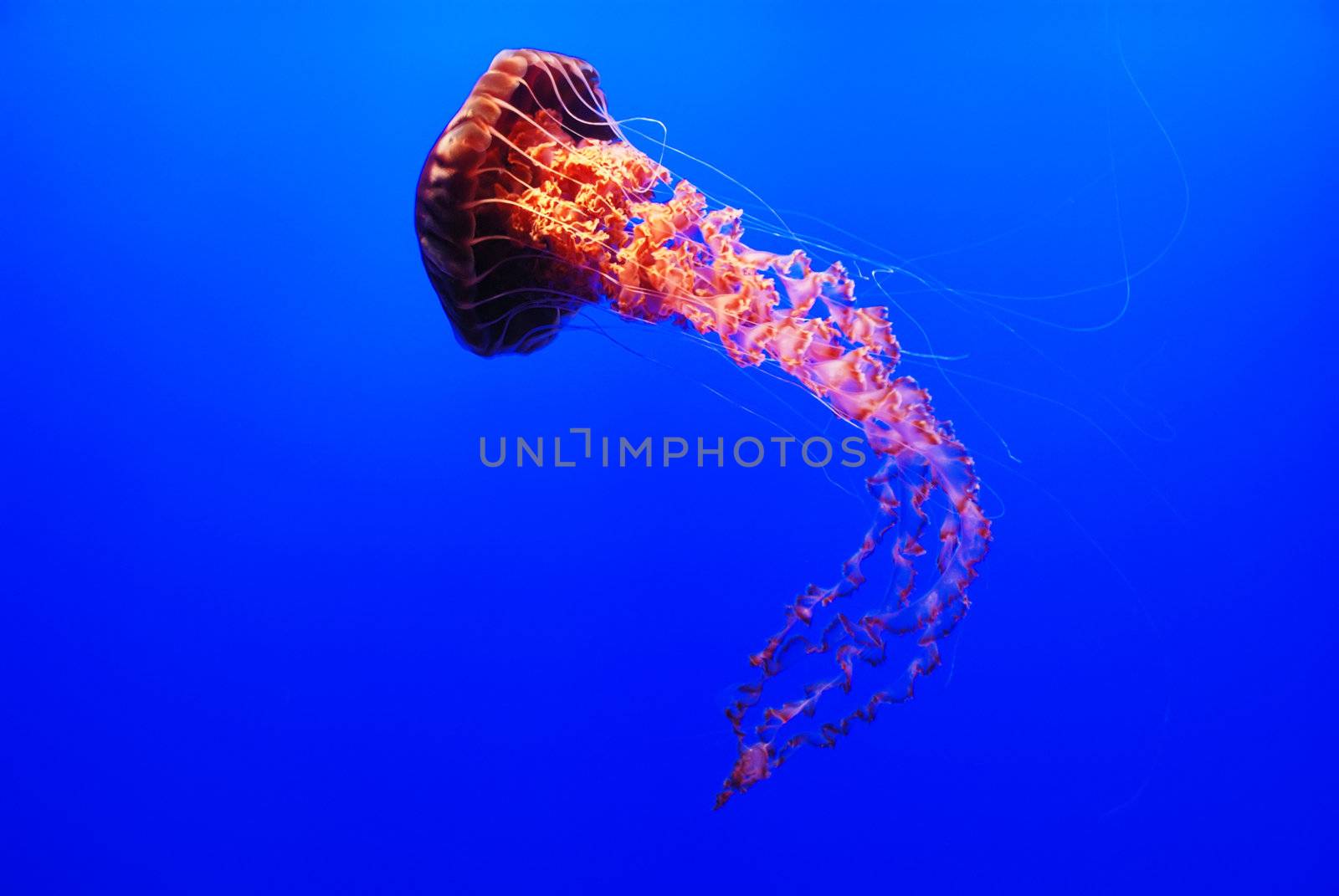 A sea nettle jellyfish - Chrysaora fuscescens on blue background