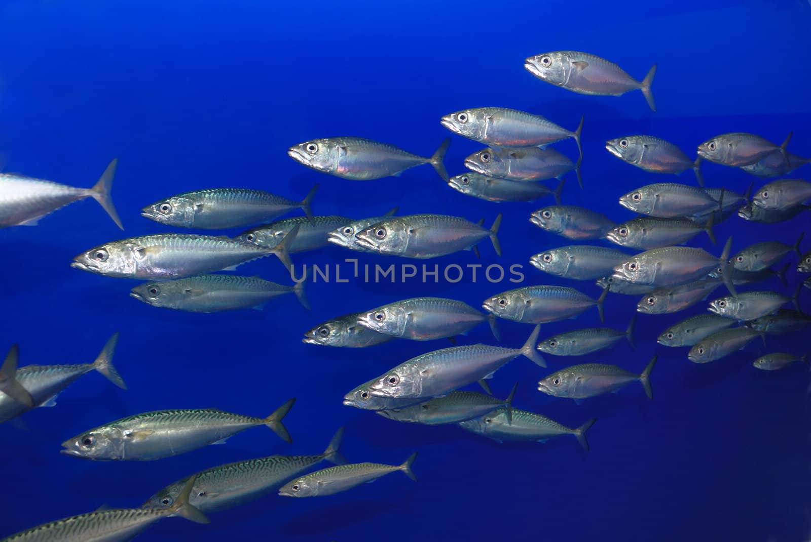 School of sardines swimming with blue background.