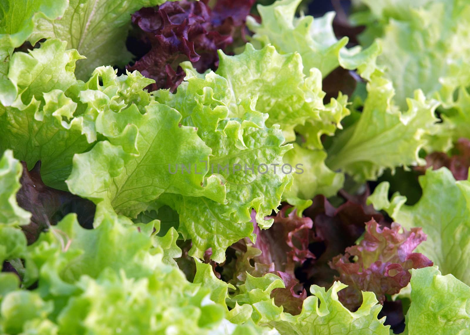 Close up of Green and Red lettuce Leaves     