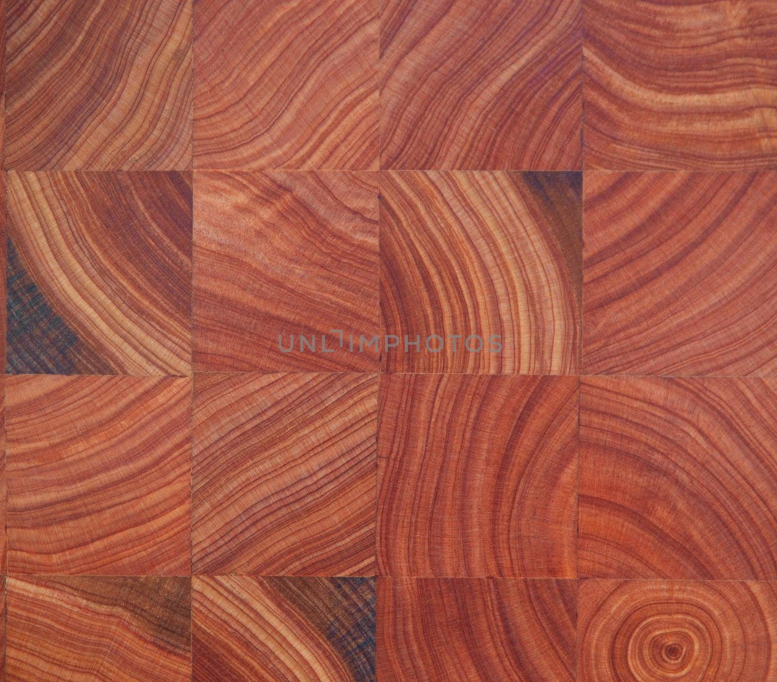 Macrocarpa Wood  by MargoJH