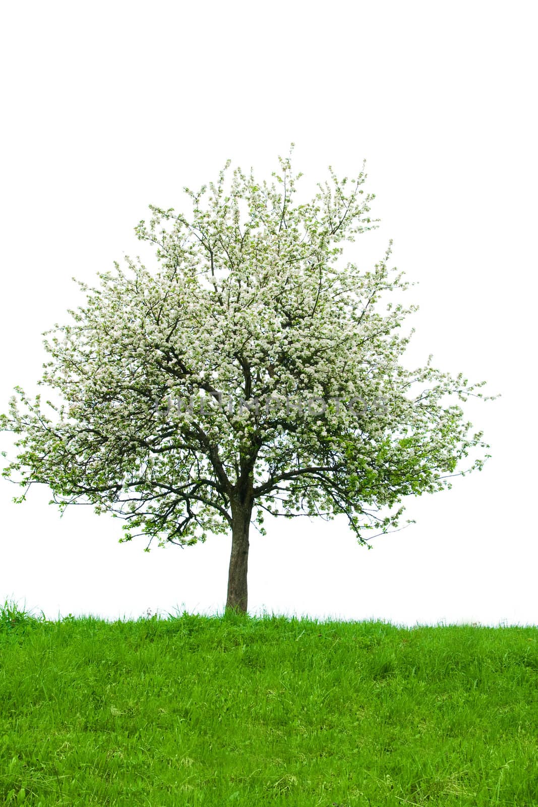 Isolated blooming tree with grass in front.