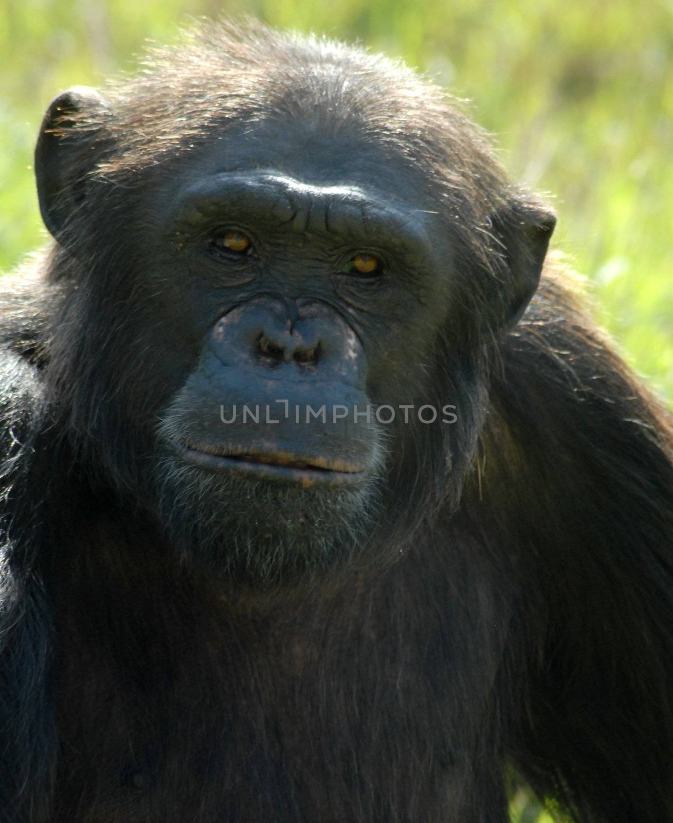 an isolated shot of black gorilla animal in jungle