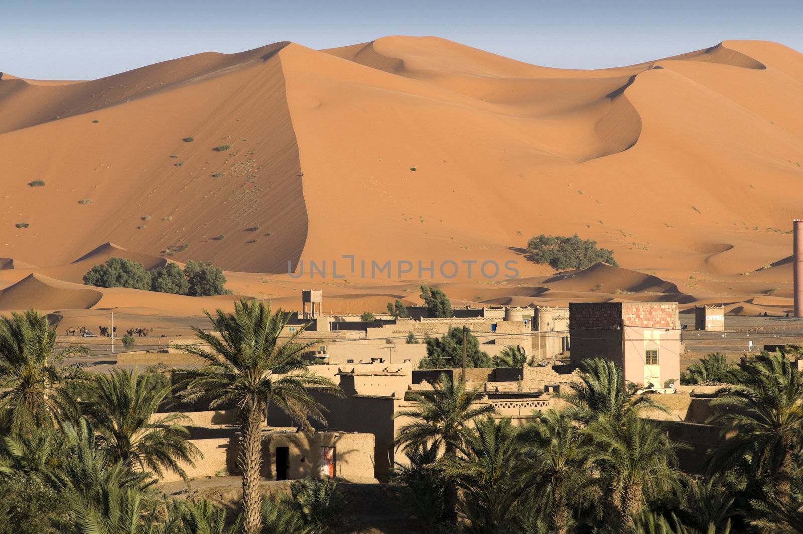 Houses and palm trees on the border with large sand dunes of the Sahara desert - Best of Morocco.
