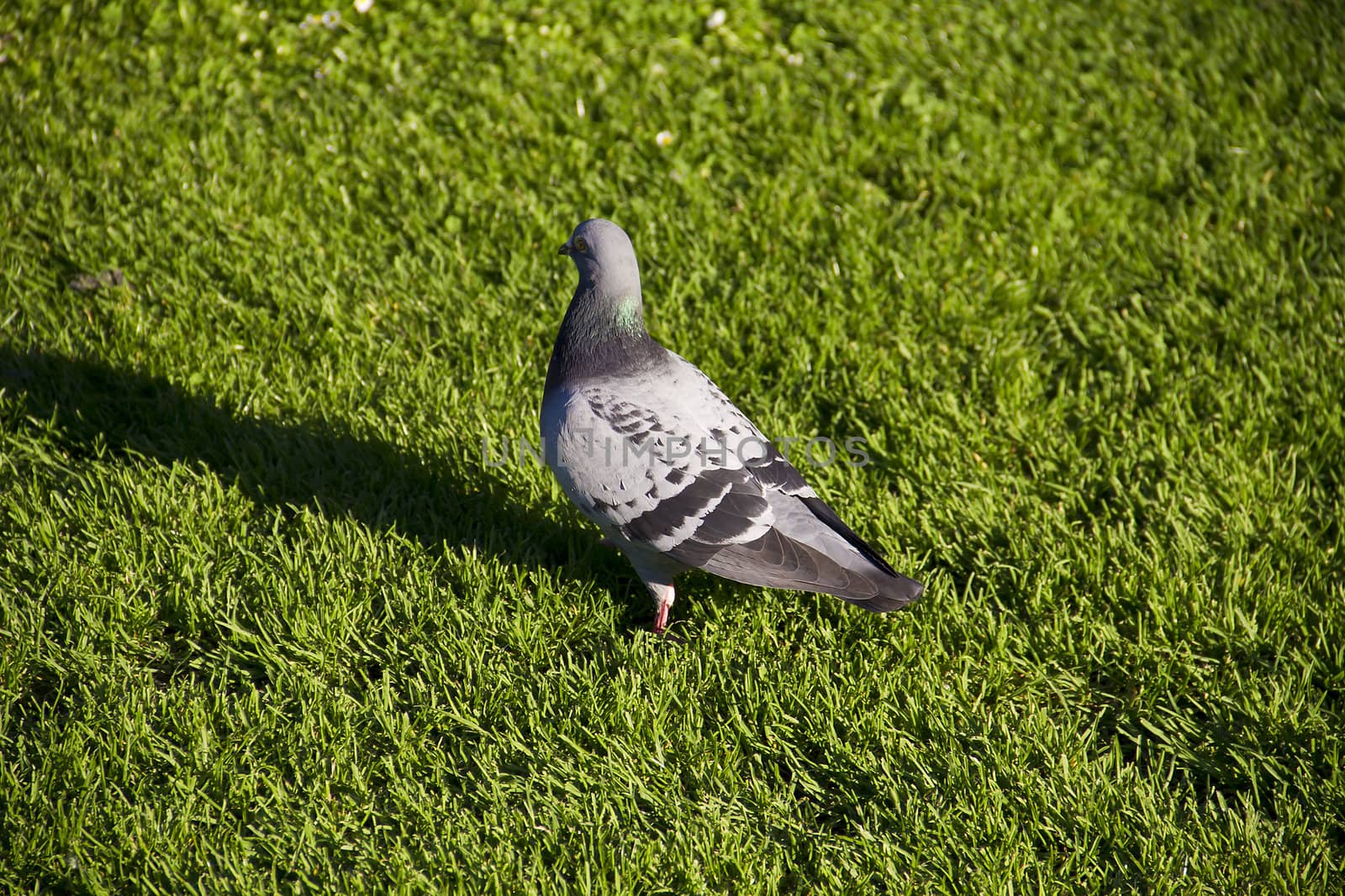 Caught in the bright sunlight a lovely pigeon