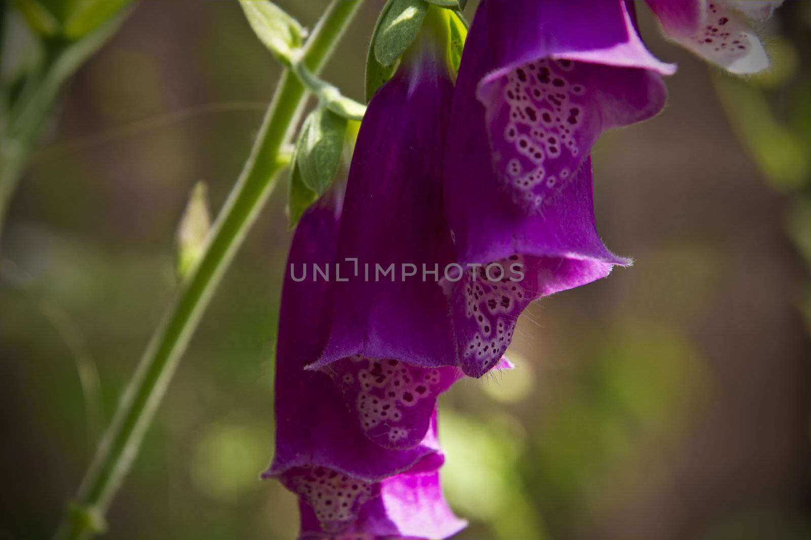 A lovely foxglove bright on a sunny summer day