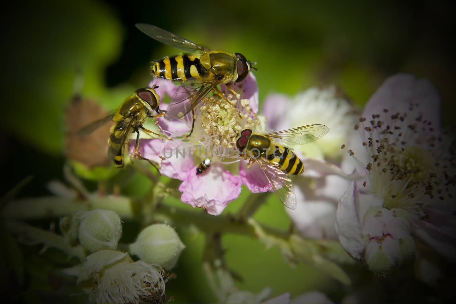 Hoverflies couldn't resist the abundant nectar to be found on the bramble blossom