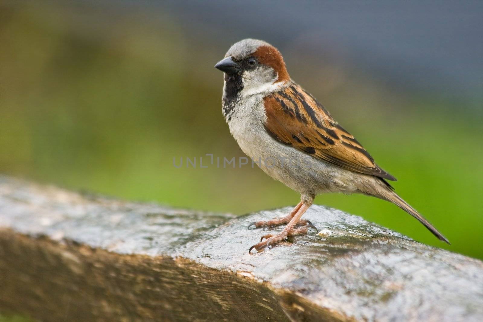 House sparrow on rainy day sitting on fence