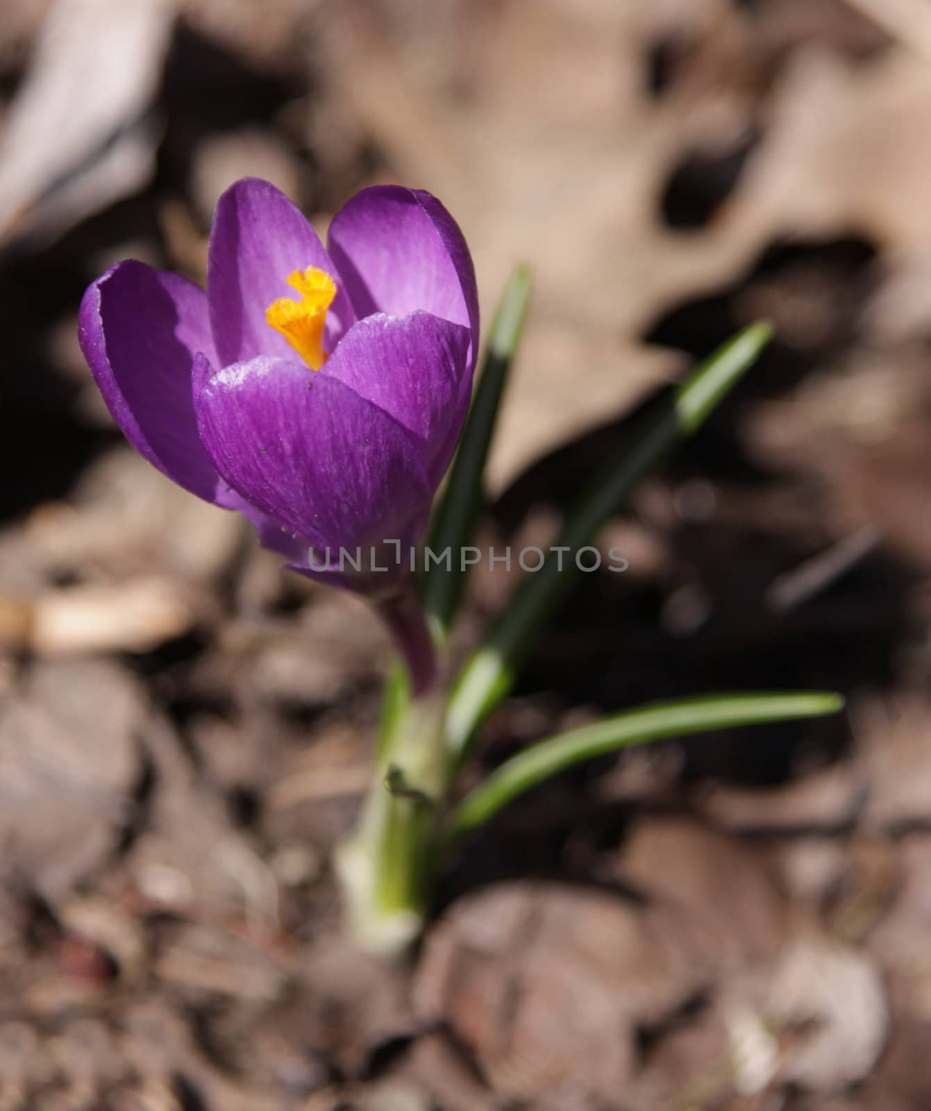 A close-up of a single purple crocus flower.